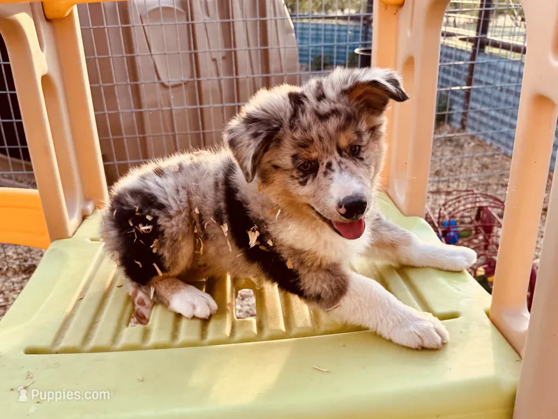 Beau – Australian Shepherd puppy for sale in Coleman, TX