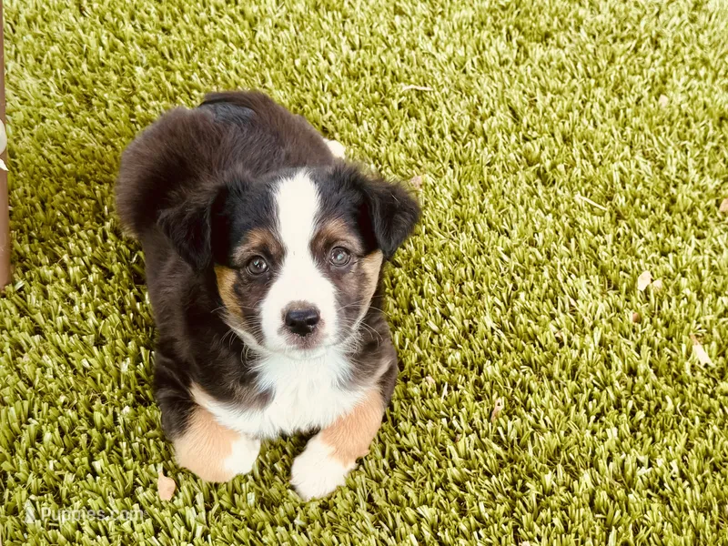 Joy – Miniature Australian Shepherd puppy for sale in Coleman, TX