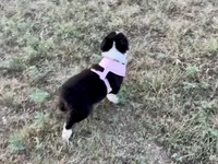 Demi, a female Australian Shepherd for sale in Coleman, TX – 4 of 10