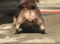 Coco, a female American Bully for sale in Atlanta, GA – Photo 3 of 4