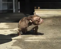 Coco, a female American Bully for sale in Atlanta, GA – Photo 2 of 4