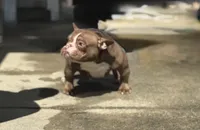 Coco, a female American Bully for sale in Atlanta, GA – Photo 1 of 4