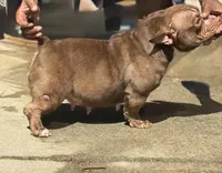 Coco, a female American Bully for sale in Atlanta, GA – Photo 4 of 4