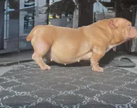 Rose , a female American Bully for sale in Atlanta, GA – Photo 2 of 3