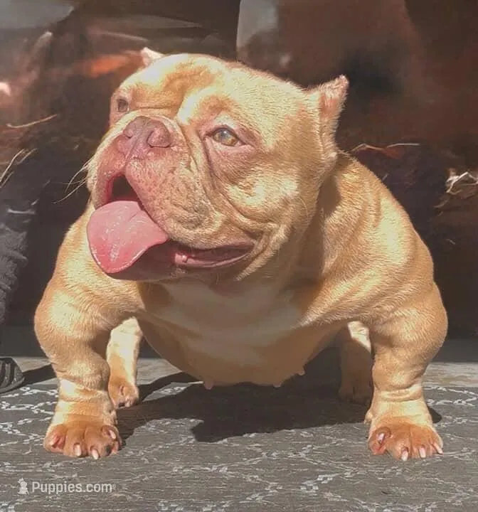 Rose  – American Bully puppy for sale in Atlanta, GA