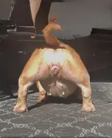 Rose , a female American Bully for sale in Atlanta, GA – Photo 3 of 3