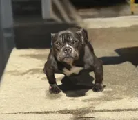 Bella, a female American Bully for sale in Atlanta, GA – Photo 1 of 4