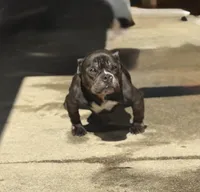 Bella, a female American Bully for sale in Atlanta, GA – Photo 2 of 4