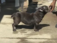 Bella, a female American Bully for sale in Atlanta, GA – Photo 3 of 4