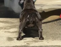 Bella, a female American Bully for sale in Atlanta, GA – Photo 4 of 4