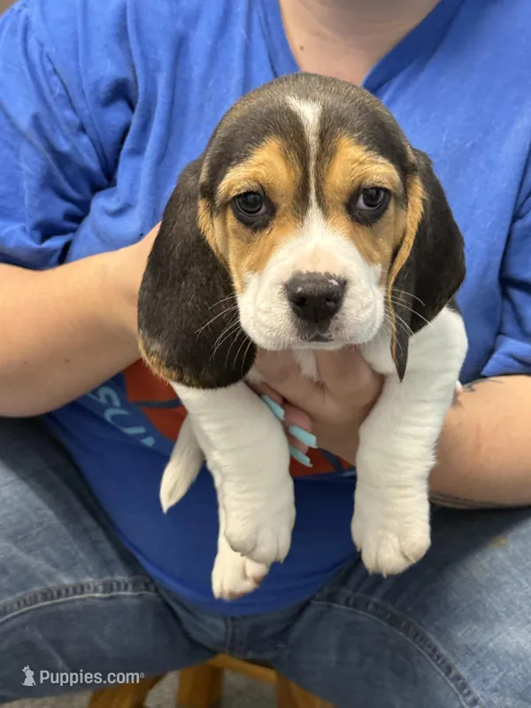 Bruiser  – Beagle puppy for sale in Dyke, VA