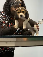 Bruiser , a male Beagle for sale in Dyke, VA – Photo 3 of 3