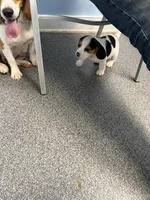 Dottie, a female Beagle for sale in Dyke, VA – Photo 3 of 4