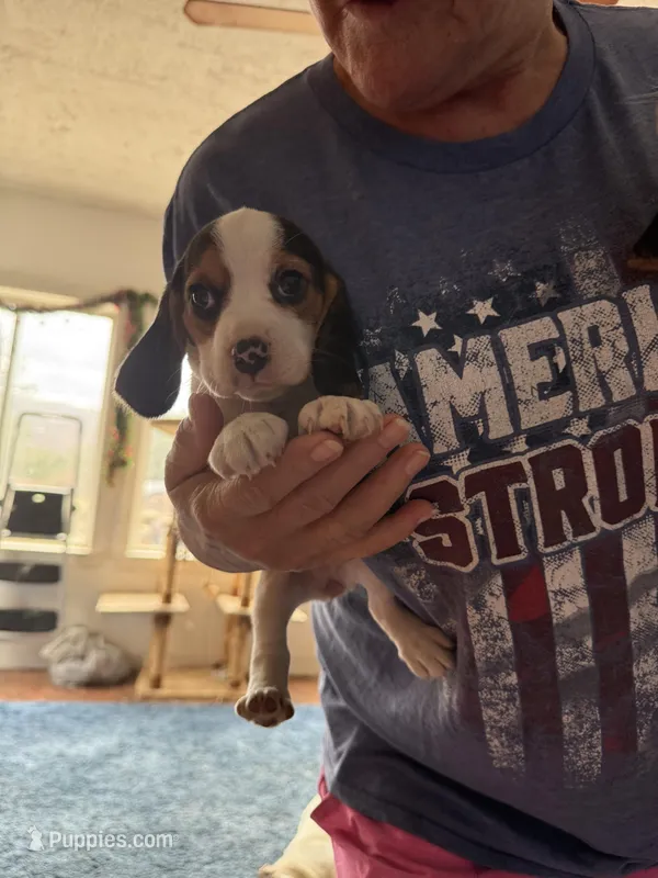 Dottie, a female Beagle for sale in Dyke, VA – Photo 1 of 4