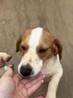 Jasmine, a female Beagle for sale in Dyke, VA – Photo 2 of 3