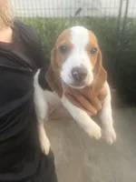 processed/e0feec34-9723-45dc-8800-f69c831b9fef/listing/236b63f1-f253-40b2-b6d1-894fa99ea85f/9ef7e17e-b3c4-492a-8536-21df9b72ffec