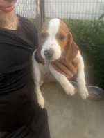 processed/e0feec34-9723-45dc-8800-f69c831b9fef/listing/236b63f1-f253-40b2-b6d1-894fa99ea85f/a8255d29-1d16-4619-91f2-df7571409650