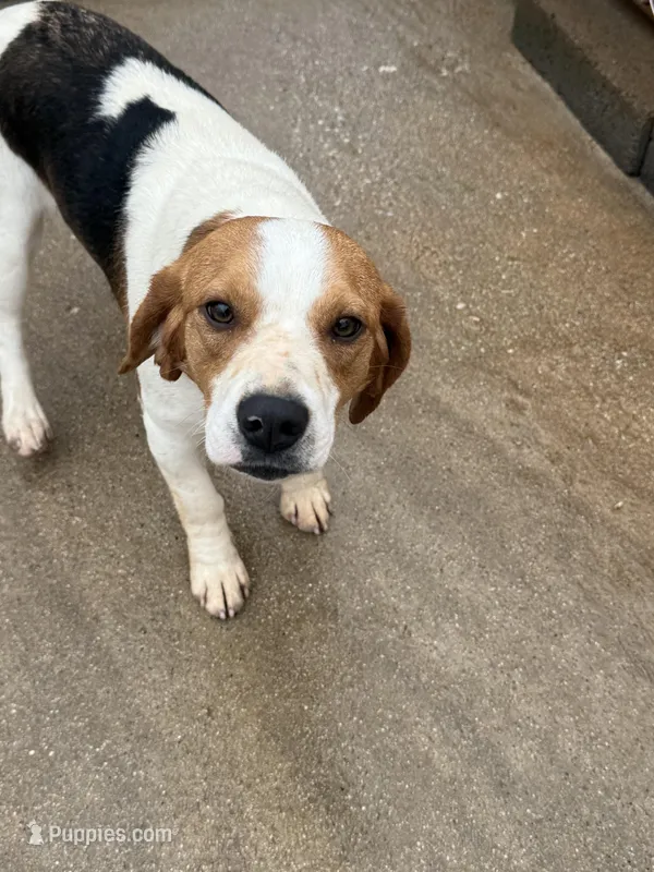 Jasmine – Beagle puppy for sale in Dyke, VA