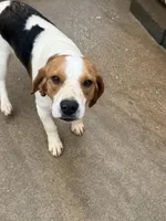 Jasmine, a female Beagle for sale in Dyke, VA – Photo 1 of 3