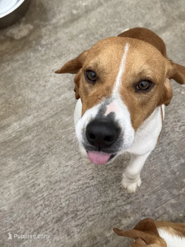 Buddy – Beagle puppy for sale in Dyke, VA