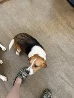 Buttercup, a female Beagle for sale in Dyke, VA – Photo 4 of 4