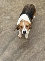 Buttercup, a female Beagle for sale in Dyke, VA – Photo 2 of 4