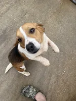 Buttercup, a female Beagle for sale in Dyke, VA – Photo 1 of 4