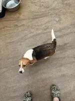 Buttercup, a female Beagle for sale in Dyke, VA – Photo 3 of 4