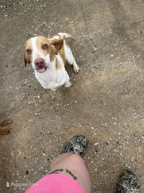 Billy – Beagle puppy for sale in Dyke, VA