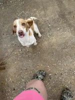 Billy, a male Beagle for sale in Dyke, VA – Photo 1 of 4