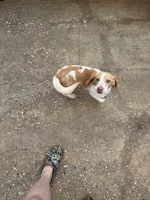 Billy, a male Beagle for sale in Dyke, VA – Photo 3 of 4