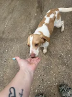 Billy, a male Beagle for sale in Dyke, VA – Photo 2 of 4