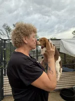 Peanut, a male Beagle for sale in Dyke, VA – Photo 6 of 6