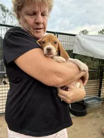 Peanut, a male Beagle for sale in Dyke, VA – Photo 2 of 6
