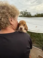 Peanut, a male Beagle for sale in Dyke, VA – Photo 1 of 6