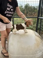 Peanut, a male Beagle for sale in Dyke, VA – Photo 4 of 6