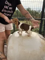 Peanut, a male Beagle for sale in Dyke, VA – Photo 3 of 6