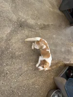 Billy, a male Beagle for sale in Dyke, VA – Photo 4 of 4