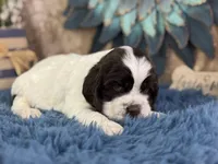 Jagger, a male Cocker Spaniel for sale in Lamar, MO – 2 of 6