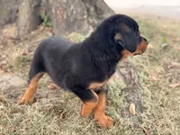 Draco, a male Rottweiler for sale in Lamar, MO – 6 of 8