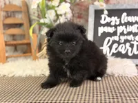 Jojo, a male Pomeranian for sale in Lamar, MO – 5 of 6