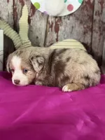 Noel, a male Miniature American Shepherd for sale in Lamar, MO – Photo 2 of 4