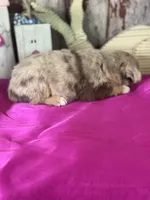 Noel, a male Miniature American Shepherd for sale in Lamar, MO – Photo 3 of 4