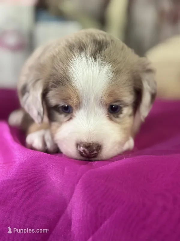 Noel – Miniature American Shepherd puppy for sale in Lamar, MO