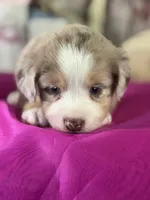 Noel, a male Miniature American Shepherd for sale in Lamar, MO – Photo 1 of 4