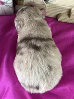 Noel, a male Miniature American Shepherd for sale in Lamar, MO – Photo 4 of 4