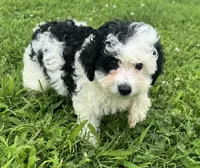 Lauren, a female Miniature Aussiedoodle for sale in Lamar, MO – 5 of 7