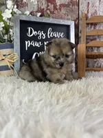Stiffler, a male Pomeranian for sale in Lamar, MO – 1 of 4