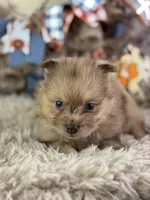 Fiji, a male Pomeranian for sale in Lamar, MO – 4 of 6