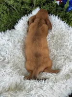 Estella, a female Miniature Dachshund for sale in Lamar, MO – 7 of 7
